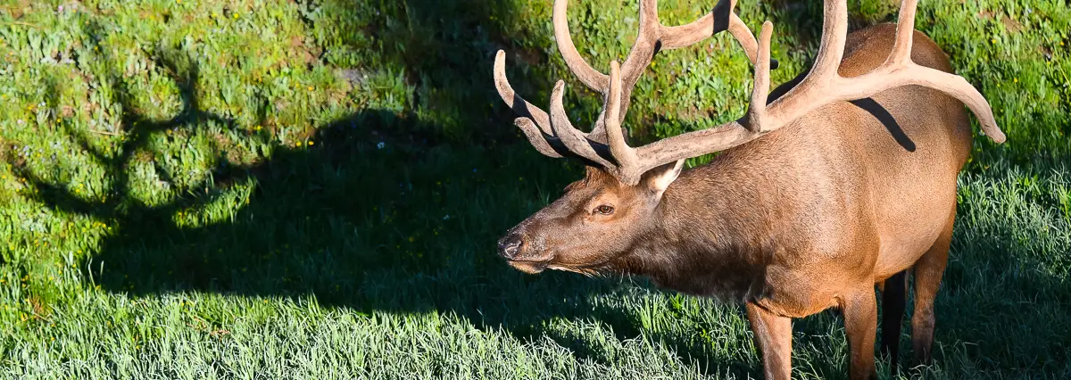Estes Park Wildlife Tour Bull Elk Shadow